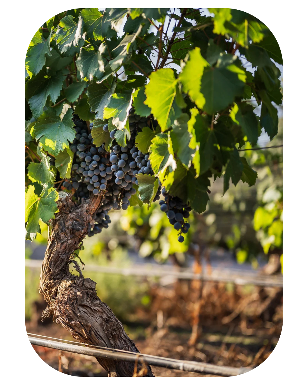 viñedos-mendoza